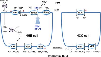 Frontiers Recent Progress And Debates In Molecular Physiology Of Na